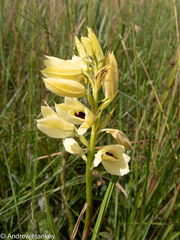 Eulophia welwitschii