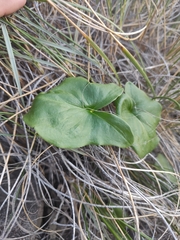 Arisarum