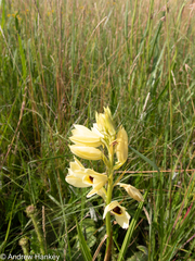 Eulophia welwitschii