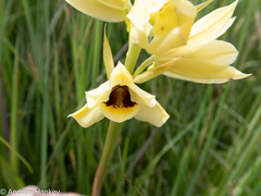 Eulophia welwitschii