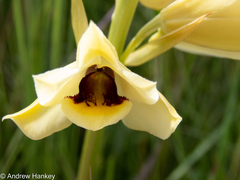 Eulophia welwitschii