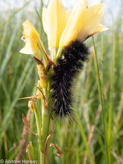 Eulophia welwitschii