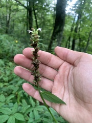 Agastache scrophulariifolia
