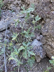 Cucurbita cordata