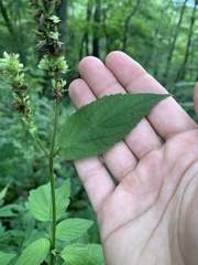 Agastache scrophulariifolia