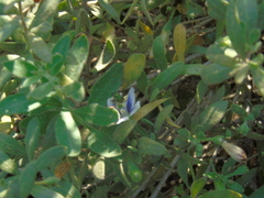 Callistochlora chloris