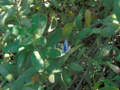Callistochlora chloris