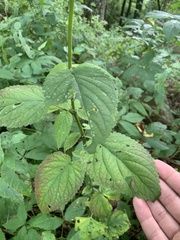 Agastache scrophulariifolia