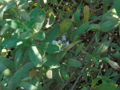 Callistochlora chloris