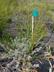 Indigofera glomerata