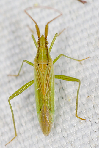 Grass bug, photo 4 of 8
