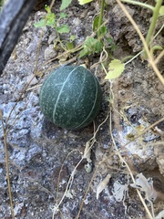 Cucurbita cordata