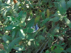Callistochlora chloris