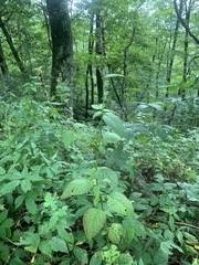 Agastache scrophulariifolia
