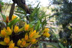 Lycaste cruenta
