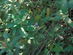 Callistochlora chloris