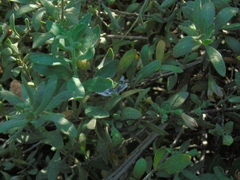 Callistochlora chloris