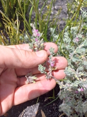 Indigofera glomerata