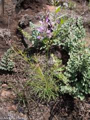 Cleome maculata