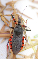Rhynocoris annulatus