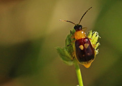 Diabrotica sinuata