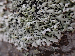 Menegazzia