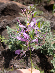 Cleome maculata