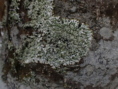 Menegazzia
