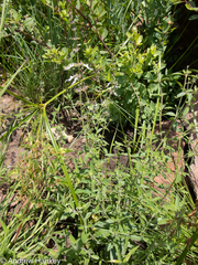 Syncolostemon pretoriae