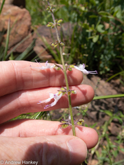 Syncolostemon pretoriae