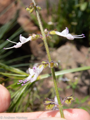 Syncolostemon pretoriae