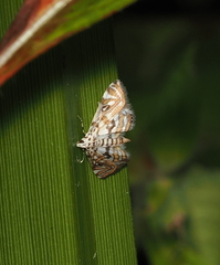 Parapoynx diminutalis