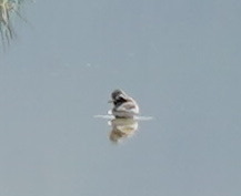 Charadrius hiaticula