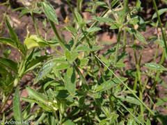 Syncolostemon pretoriae