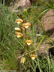 Eulophia coddii