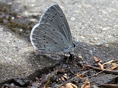 Cupido amyntula