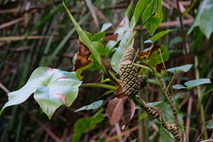 Montrichardia arborescens
