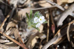 Johnstonella angustifolia