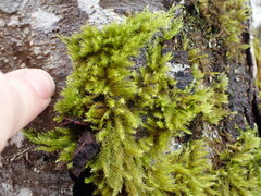 Homalothecium fulgescens