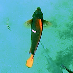 Holacanthus passer