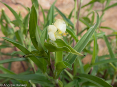 Commelina africana