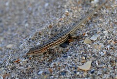 Psammodromus edwarsianus