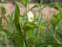 Commelina africana