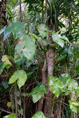 Montrichardia arborescens