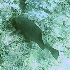 Stegastes rectifraenum