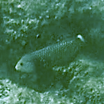 Novaculichthys taeniourus