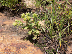 Crassula setulosa