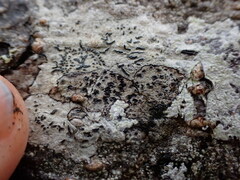 Arthonia radiata