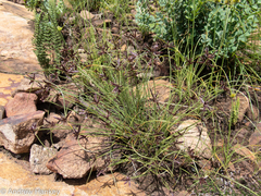 Cyperus rupestris