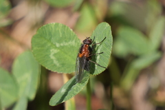 Palpibracus